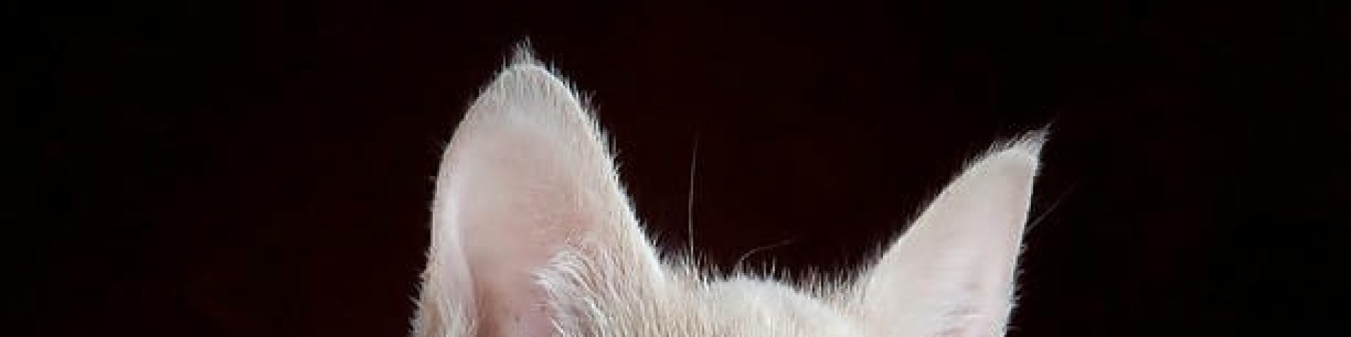 志木のトリミングサロン徹底比較：癒やし系 vs 技術派、どっちが本当に満足できる？
